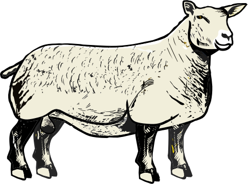 Charolais